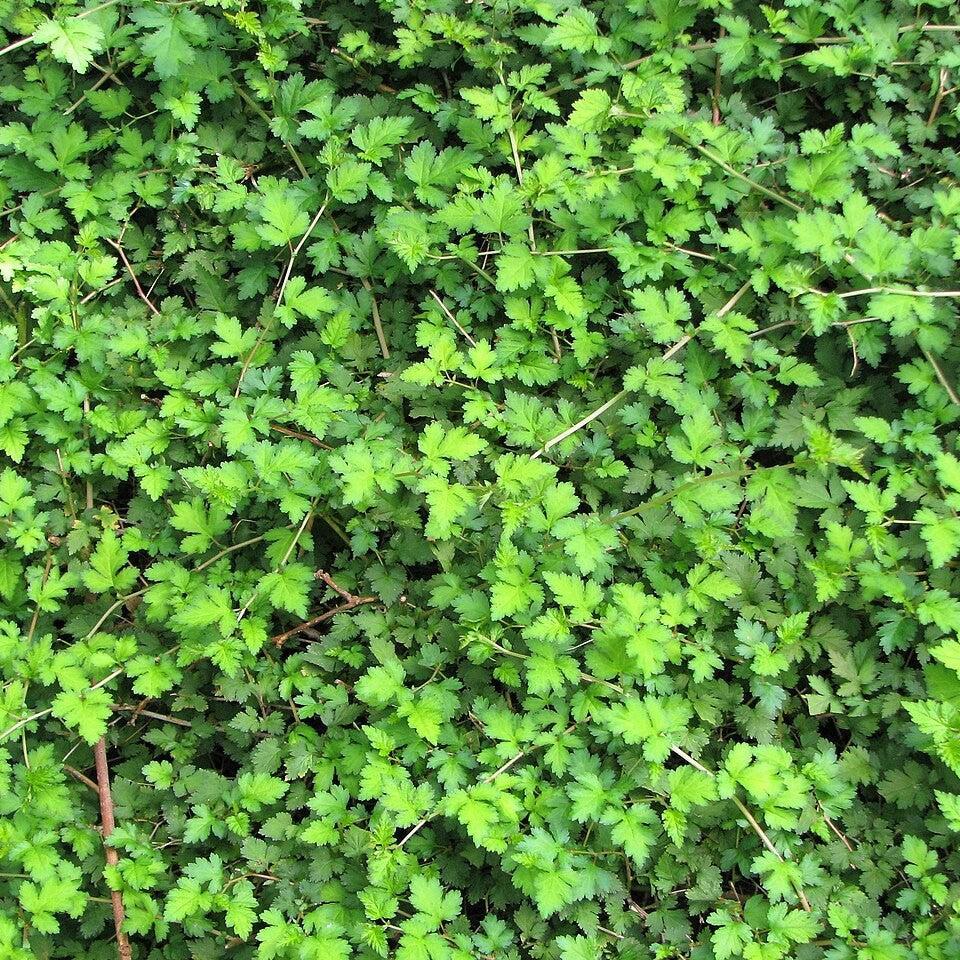 Stephenadra Stephanandra incisa 'Crispa' - Crispa Cutleaf Stephanandra – Plants ...