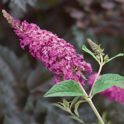Buddleia 'Miss Ruby' PP19,950  - Miss Ruby Butterfly Bush