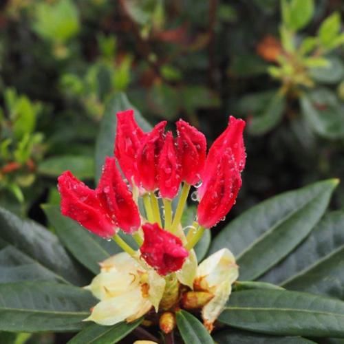 Rhododendron x 'NCRX1'  - Dandy Man Color Wheel® Rhododendron