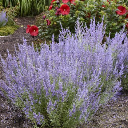 Perovskia atriplicifolia ‘Denim ‘N Lace’  - Denim 'N Lace Russian Sage