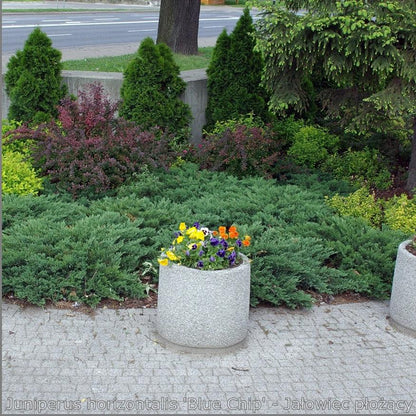 Juniperus horizontalis 'Blue Chip'  - Blue Chip Juniper
