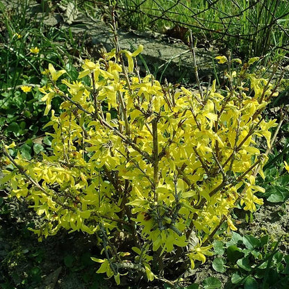 Forsythia x intermedia 'Lynwood Gold'  - Lynwood Gold Forsythia