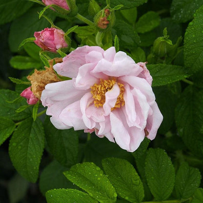Rosa rugosa 'Schneekoppe'  - Snow Pavement Rugosa Rose