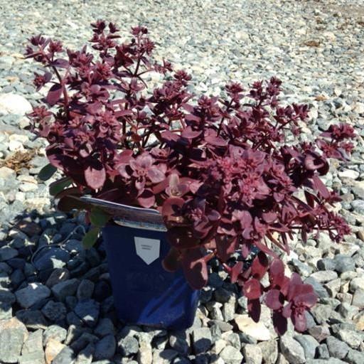Sedum 'Firecracker'  - SunSparkler® Firecracker Sedum