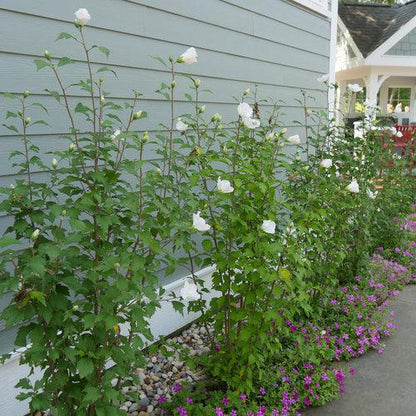 Hibiscus syriacus 'Gandini van Aart'  - PW® White Pillar® Rose of Sharon