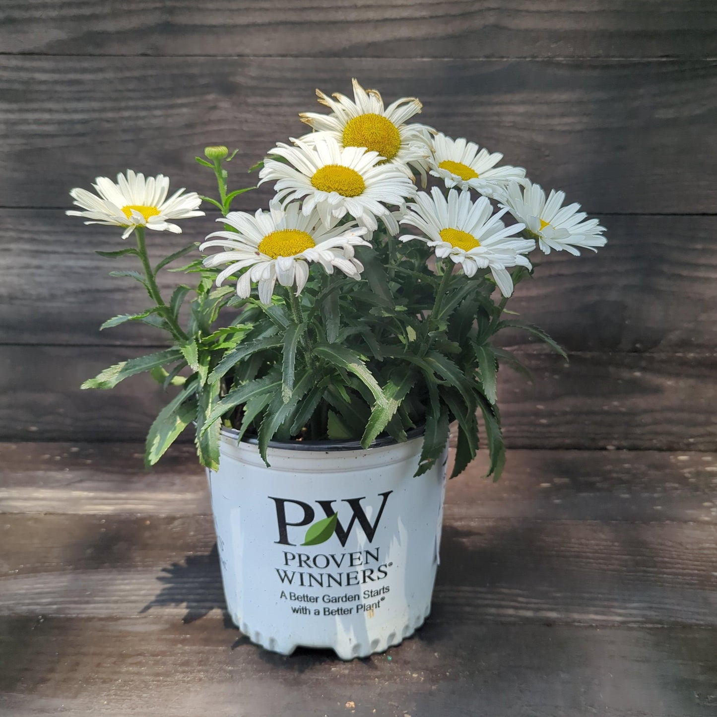 Leucanthemum superbum ’Daisy Duke’  - Amazing Daisies® Daisy May® Shasta Daisy