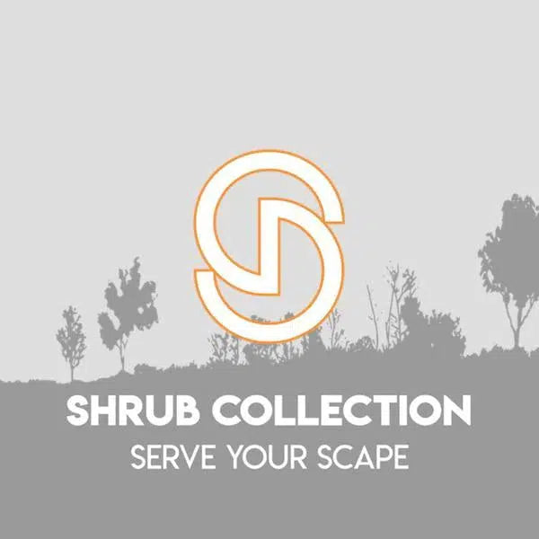 Ilex verticillata 'Bailfire'  - First Editions® Wildfire™ Winterberry