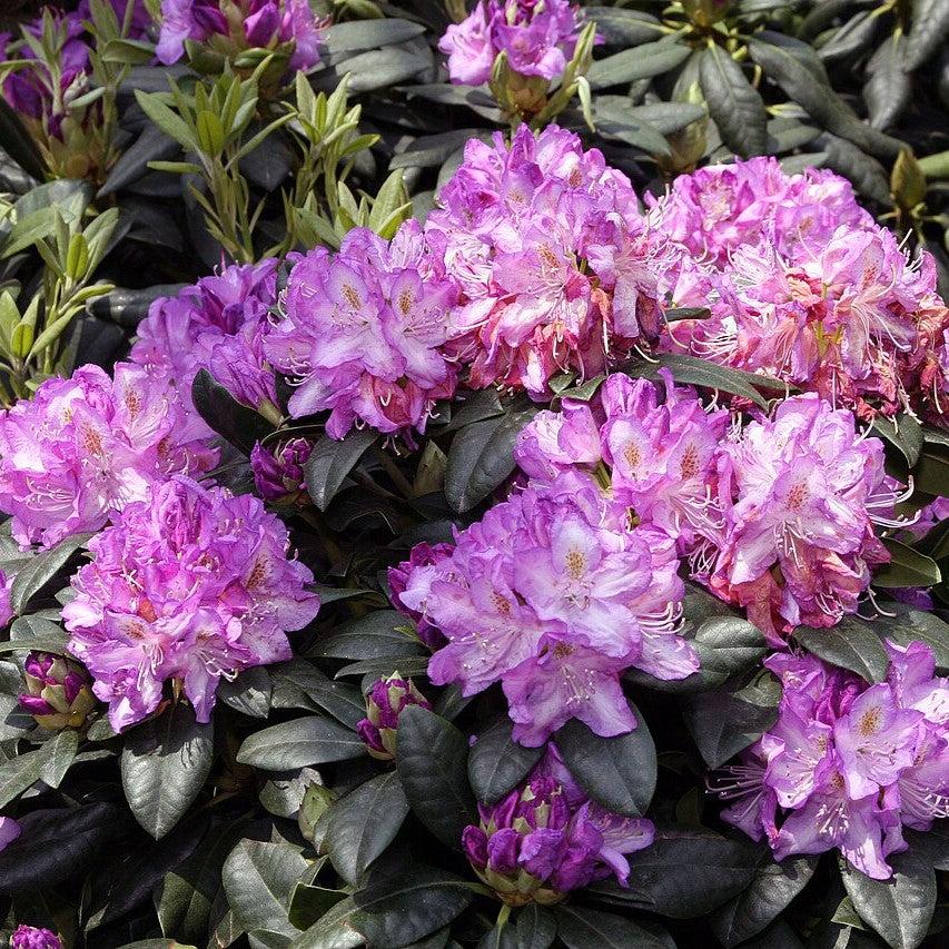 Rhododendron 'Minnetonka'  - Minnetonka Rhododendron