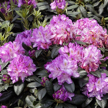 Rhododendron 'Minnetonka'  - Minnetonka Rhododendron