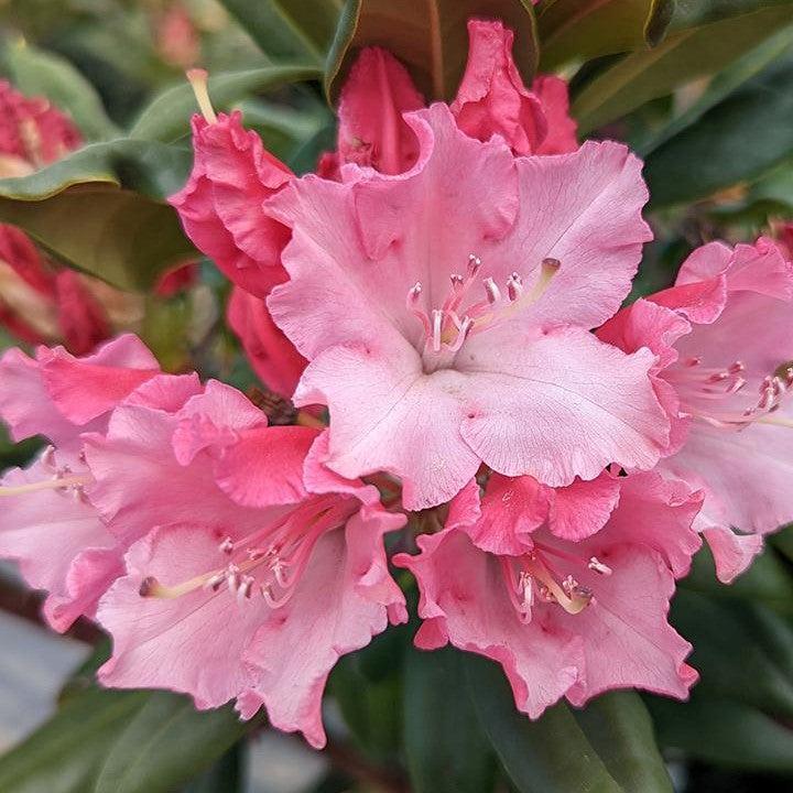Rhododendron x 'NCRX1'  - Dandy Man Color Wheel® Rhododendron