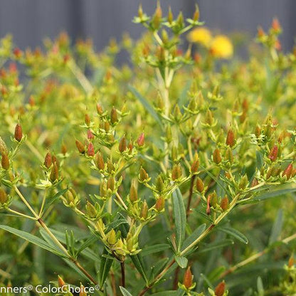 Hypericum kalmianum 'Deppe'  - Sunny Boulevard® St. John's Wort