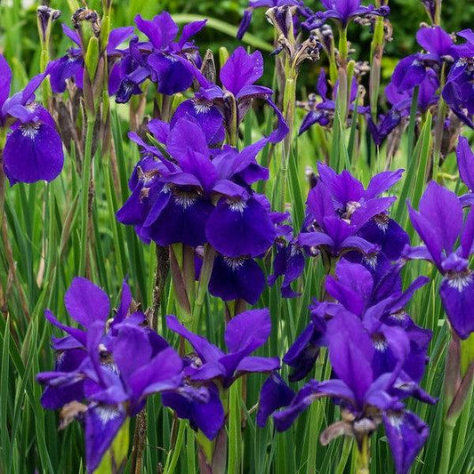 Iris sibirica 'Caesar's Brother'  - Caesar's Brother Siberian Iris