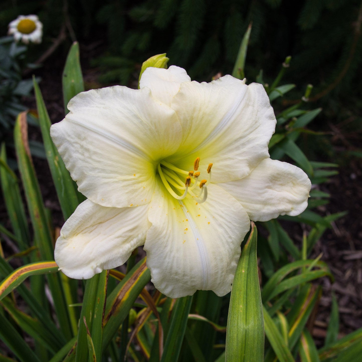 Hemerocallis 'Joan Senior'  - Joan Senior Daylily