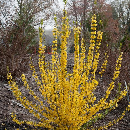 Forsythia x 'Minfor6'  - Show Off Starlet® Forsythia