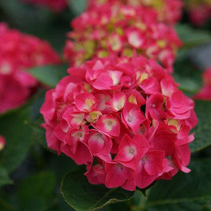 Hydrangea macrophylla 'SMNHML'  - Wee Bit Giddy® Hydrangea
