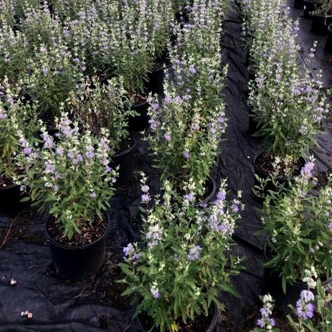 Caryopteris × clandonensis 'Dark Knight'  - Dark Knight Bluebeard