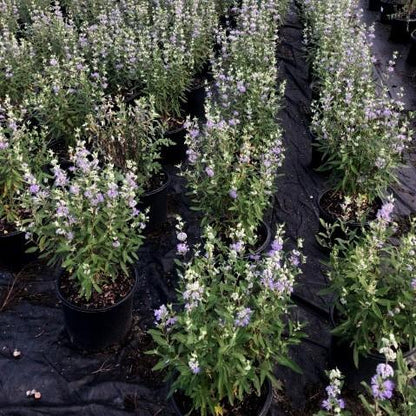 Caryopteris × clandonensis 'Dark Knight'  - Dark Knight Bluebeard