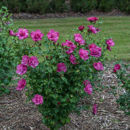 Hibiscus syriacus 'Rwoods5'  - Magenta Chiffon® Rose of Sharon