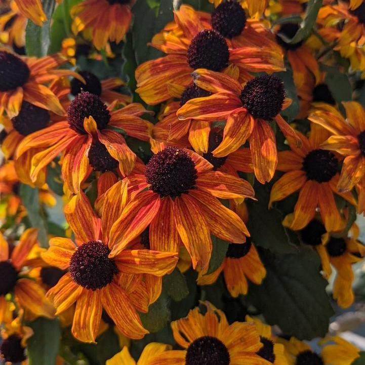 Rudbeckia triloba 'Prairie Glow'  - Prairie Glow Coneflower