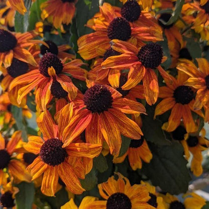 Rudbeckia triloba 'Prairie Glow'  - Prairie Glow Coneflower