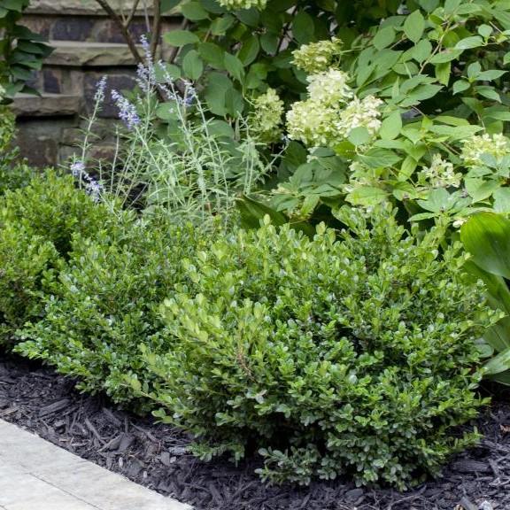 Buxus microphylla 'Little Missy' PP 24,703'  - Little Missy Boxwood