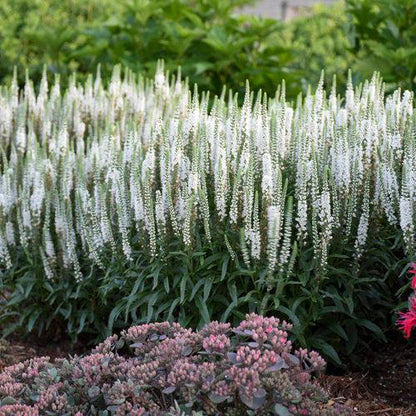 Veronica 'White Wands'  - Magic Show® White Wands Speedwell