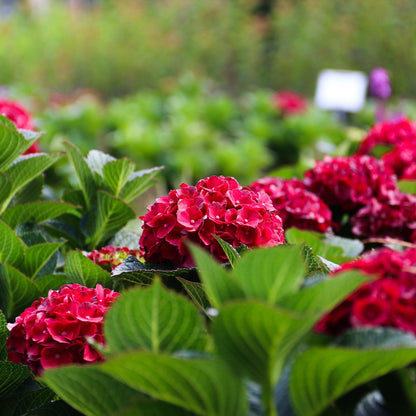 Hydrangea macrophylla 'Hokomaburlac'  - Bloomin' Easy® Cherry-Go-Round™ Hydrangea