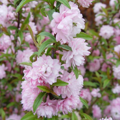 Prunus glandulosa 'Rosea'  - Pink Flowering Almond