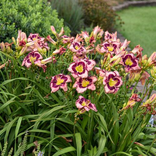 Hemerocallis 'Sound of My Heart'  - Rainbow Rhythm® Sound of My Heart Daylily
