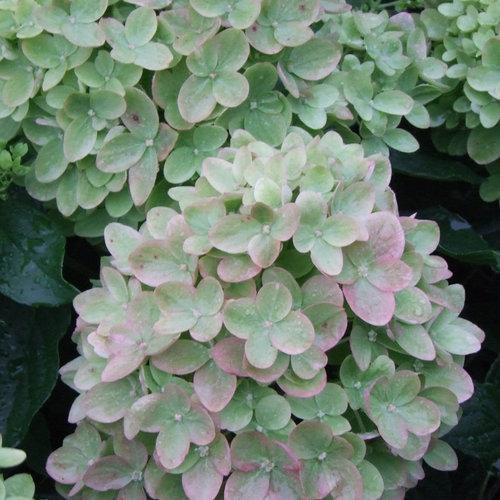 Hydrangea paniculata 'Jane' PP22,330  - Proven Winners® Little Lime® Hydrangea