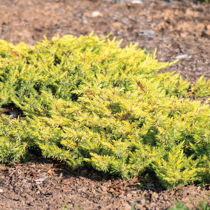 Juniperus conferta 'sPg-3-016'  - Golden Pacific™ Juniper
