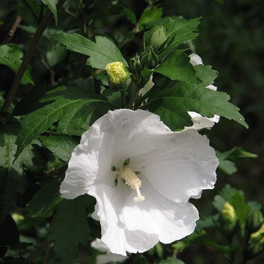 Hibiscus syriacus 'Diana'  - Diana Hibiscus