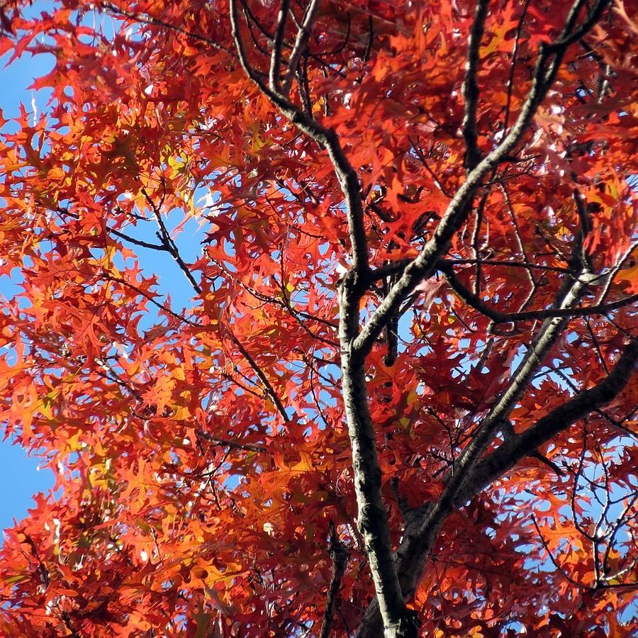 Quercus coccinea  - Scarlet Oak