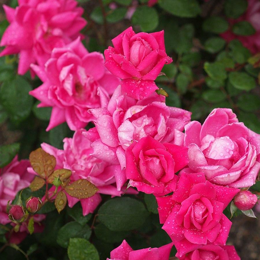 Rosa ‘Radtkopink’ PP 18,507  - Double Pink Knock Out® Rose