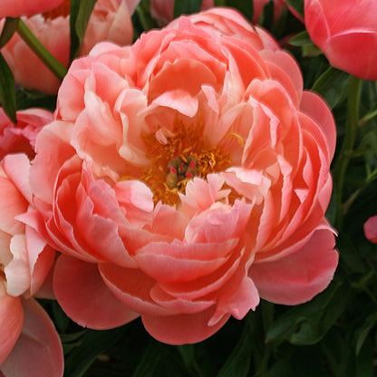Paeonia lactiflora 'Coral Sunset'  - Coral Sunset Peony