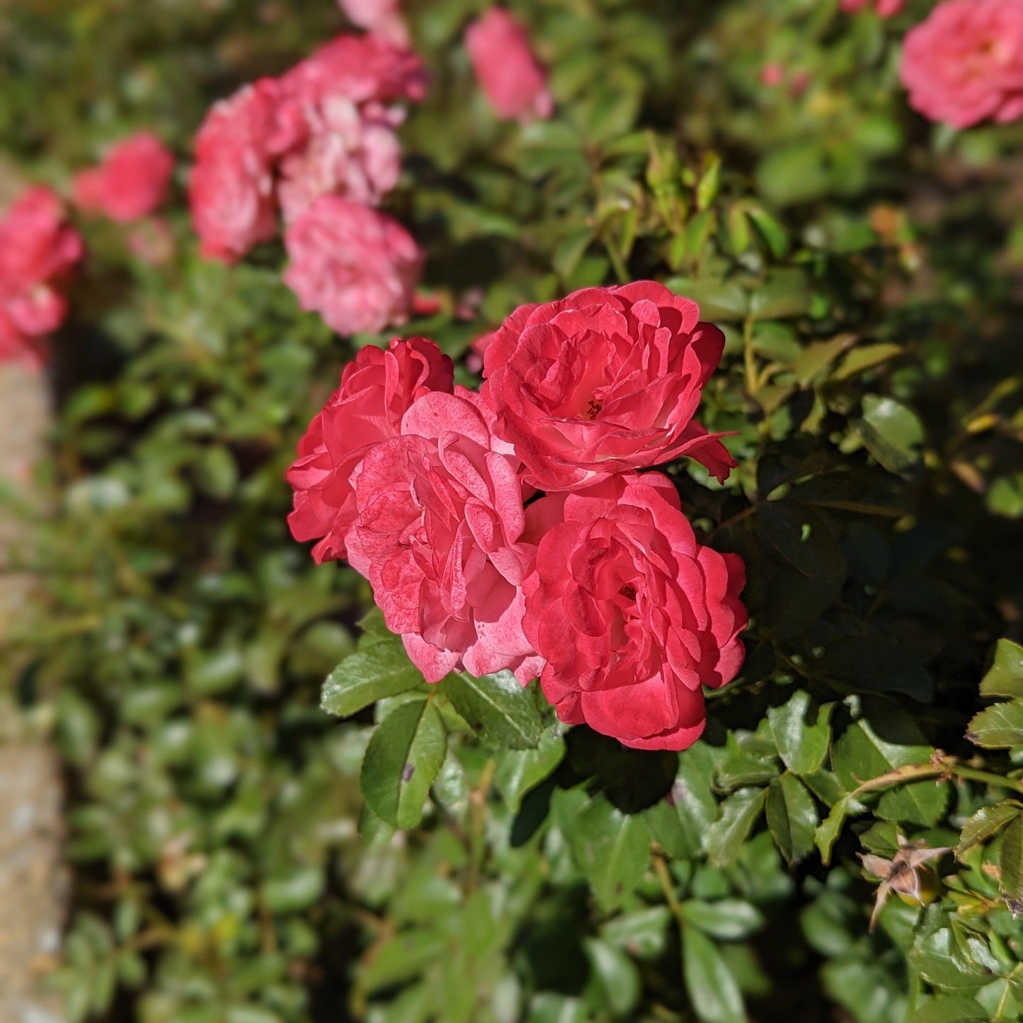 Rosa 'Meiswetdom' PP #21,612  - Sweet Drift® Rose