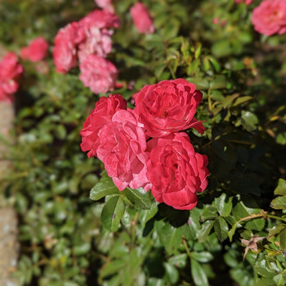 Rosa 'Meiswetdom' PP #21,612  - Sweet Drift® Rose