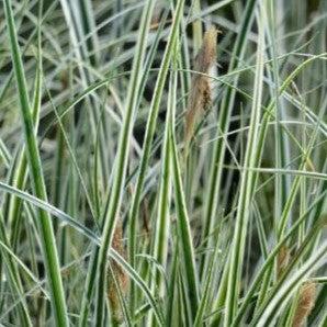 Carex oshimensis 'CarFit01'  - Evercolor® Everest Variegated Sedge