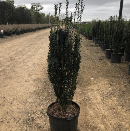 Ilex crenata 'Sky Pencil'  - Sky Pencil Japanese Holly