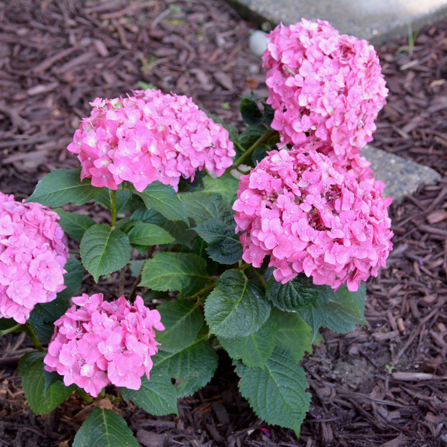 Hydrangea macrophylla 'Bailmacfive’ PP30,359  - Endless Summer® Summer Crush® Hydrangea