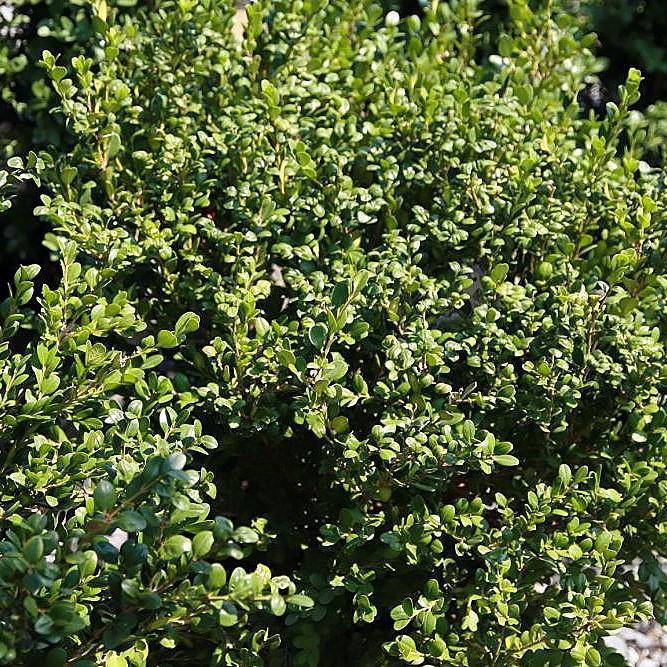 Buxus microphylla var. japonica 'Winter Gem'  - Winter Gem Boxwood