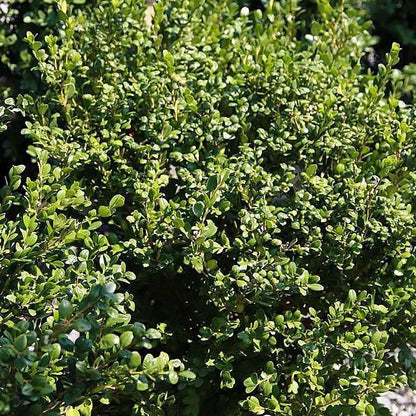 Buxus microphylla var. japonica 'Winter Gem'  - Winter Gem Boxwood