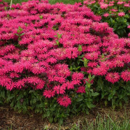 Monarda 'Leading Lady Razzberry' PP34130  - PW® Leading Lady Razzberry Bee Balm