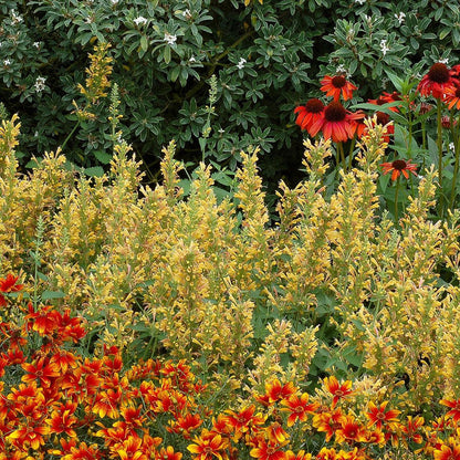 Agastache ‘Kudos Yellow’  - Kudos™ Yellow Hummingbird Mint, Hyssop
