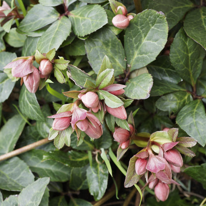 Helleborus x hybridus 'EPB 29'  - FrostKiss™ Dorothy's Dawn® Lenten Rose