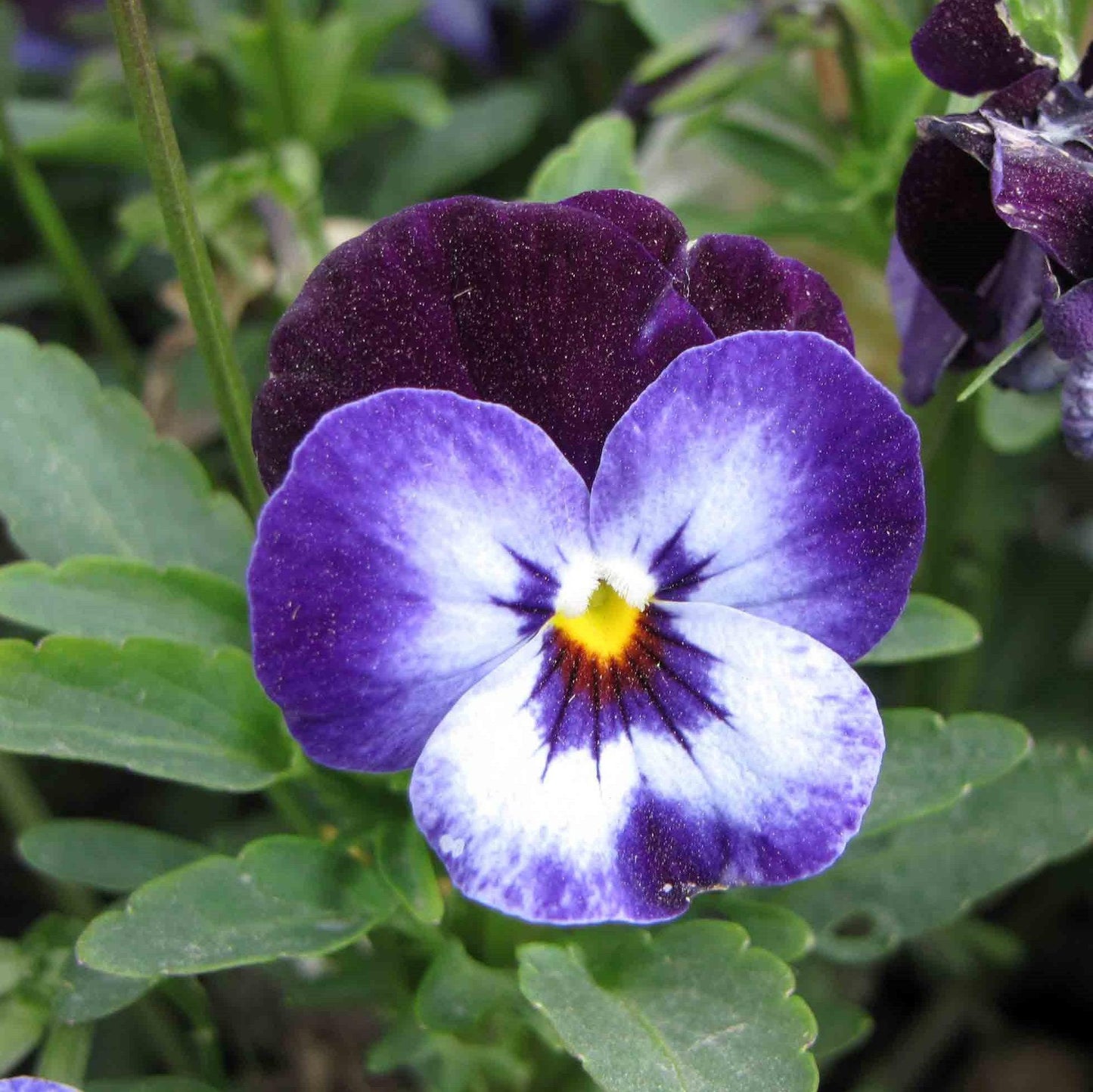Viola cornuta 'Penny Denim Jump Up'  - Penny™ Denim Jump Up Viola