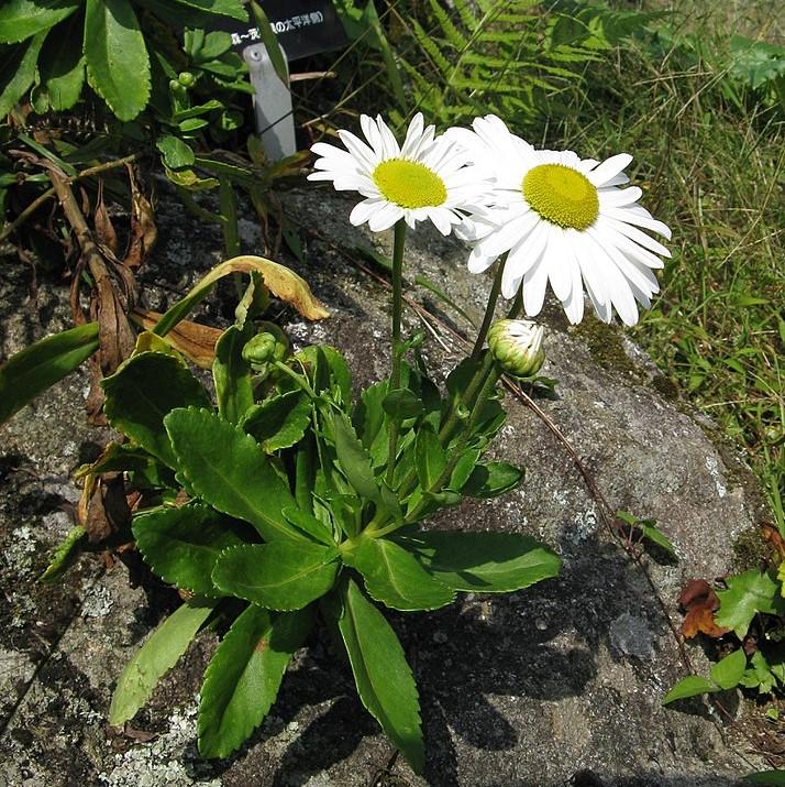 Nipponanthemum niponicum  - Nippon Daisy
