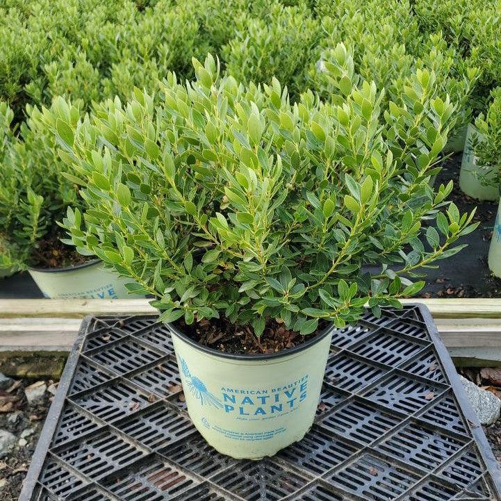 Ilex glabra 'Alexander'  - Forever Emerald™ Inkberry