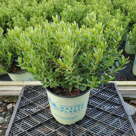 Ilex glabra 'Alexander'  - Forever Emerald™ Inkberry