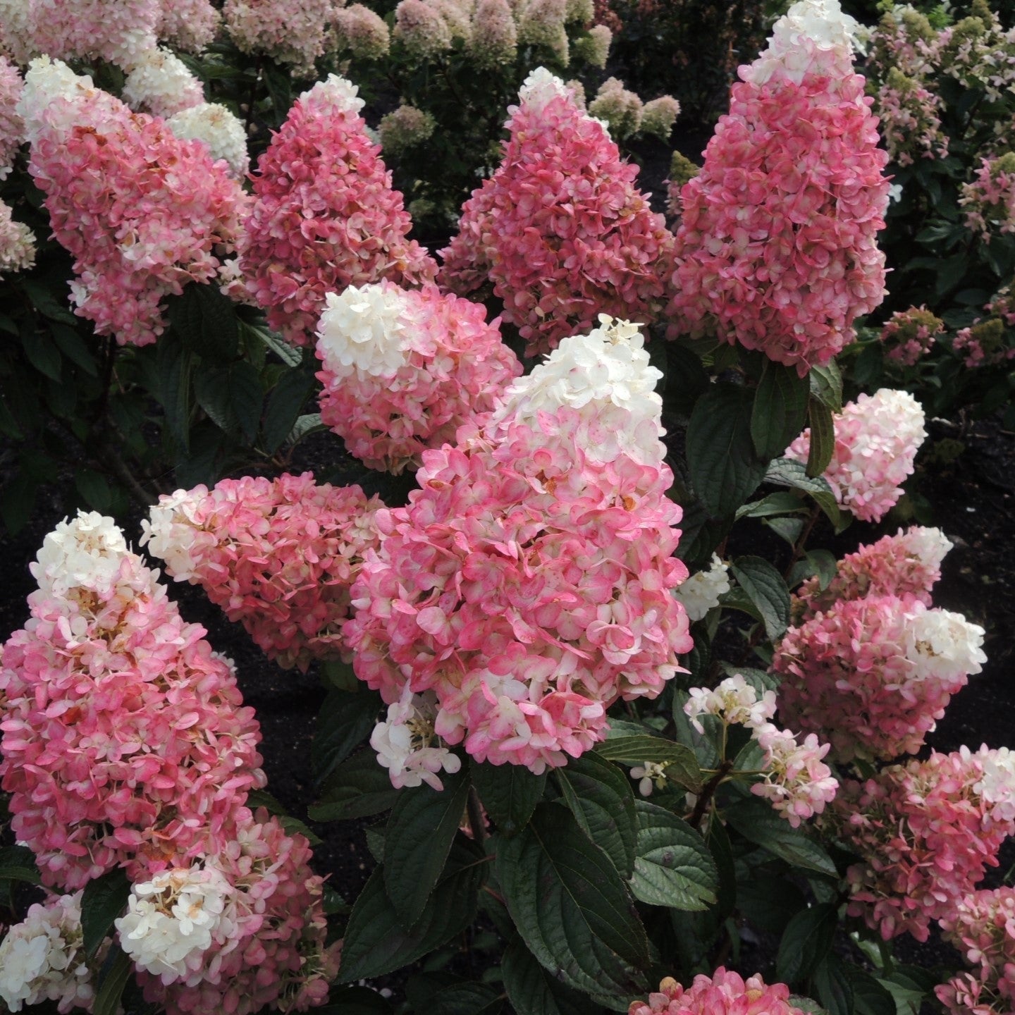 Hydrangea paniculata 'Bokomarus'  - Magical® Ruby Snow Hydrangea